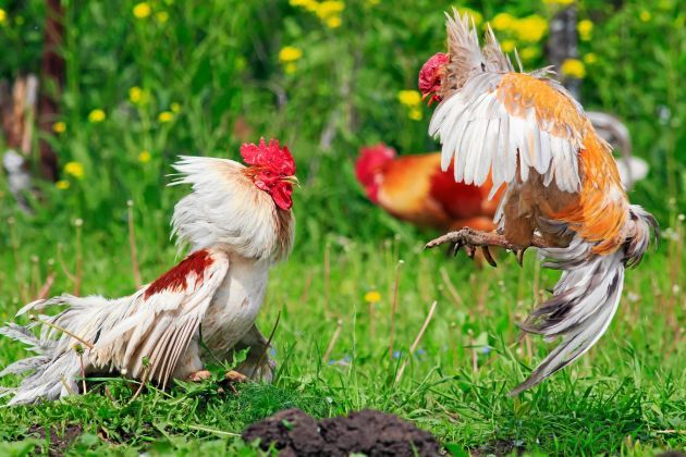 Sư kê bón thịt bò chín cắt nhỏ cho gà chọi; bữa giàu đạm an toàn, dễ tiêu và sạch vệ sinh.
