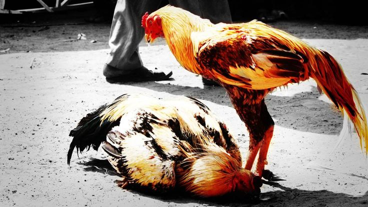 Chuẩn bị thịt bò sống với găng tay, thớt riêng và khử trùng dụng cụ; giảm nguy cơ vi khuẩn và ký sinh cho gà chọi.