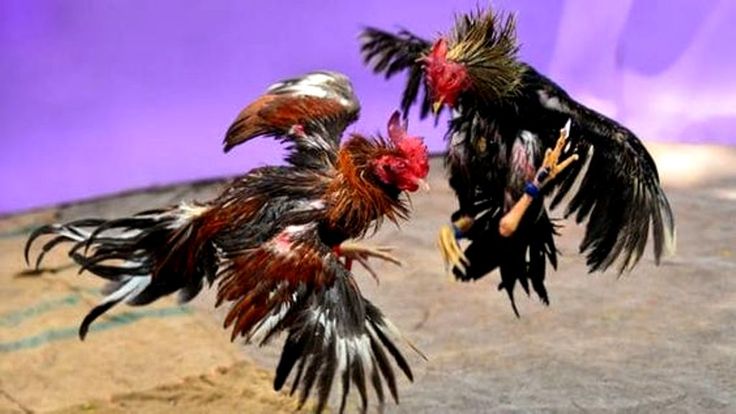 Gà chọi mổ chuối chín trong máng ăn; bổ sung kali hỗ trợ phục hồi cơ nhanh.