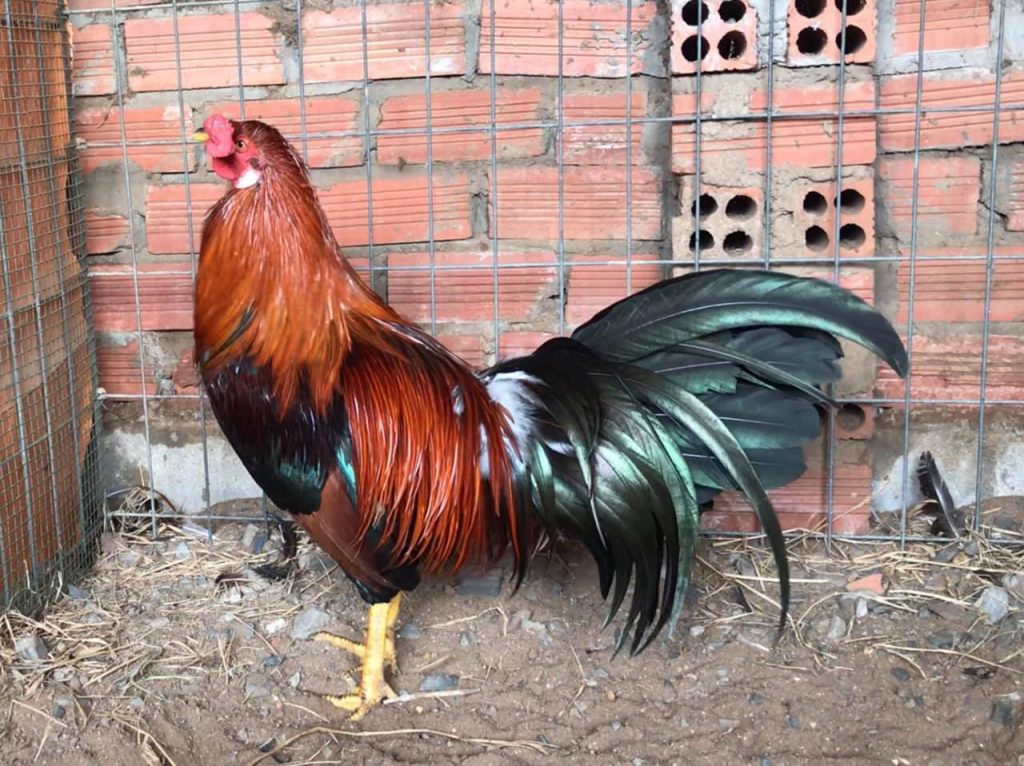 Chuối chín trộn thóc ngâm và giá đỗ cho gà chọi; bữa chiều cân bằng giúp giữ phong sung.